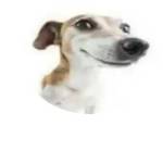 The Fumblerz Profile Picture
