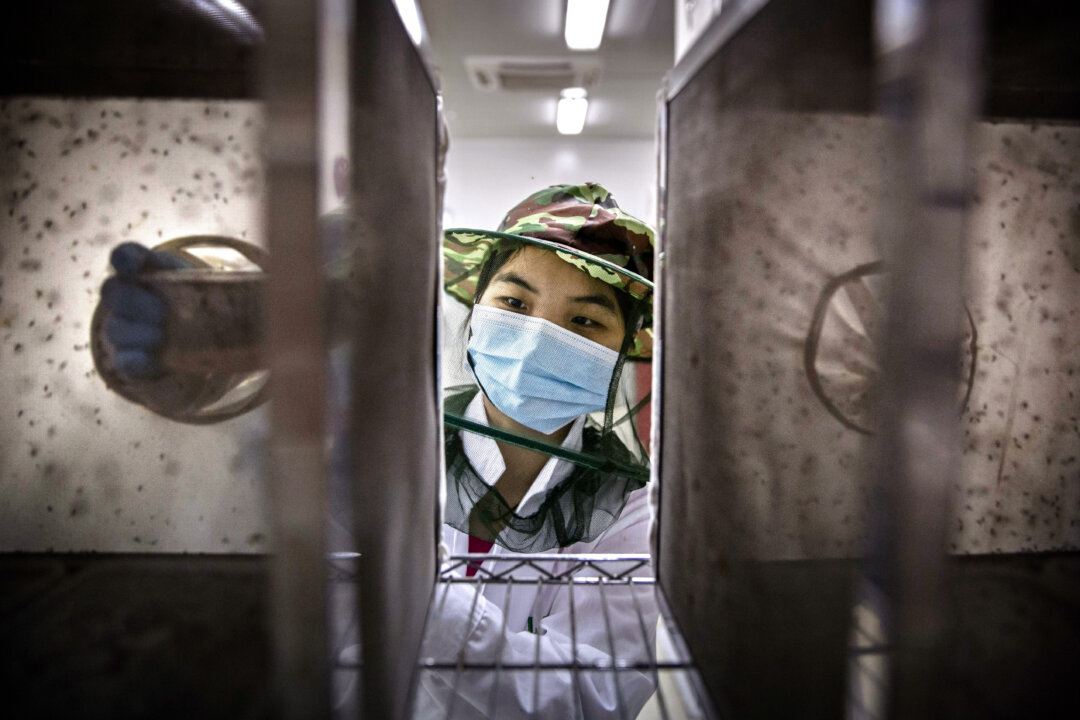 Chinese Authorities Mandating Blood Tests, Releasing Lab Mosquitoes to Fight Chikungunya Outbreak | The Epoch Times