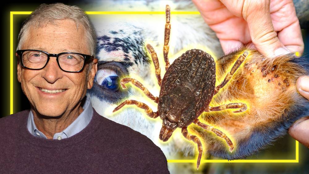 BREAKING: US Scientists- Funded By Bill Gates- Study Releasing Ticks Engineered To Deliver A “Vaccine” That Gives Humans A Violent Allergy To Eating Beef!