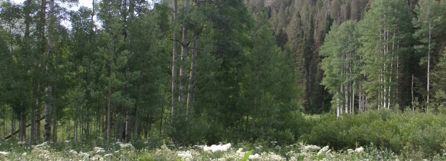 Beau Steffens Cover Image