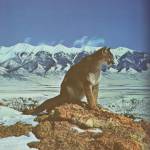 Ninja profile picture